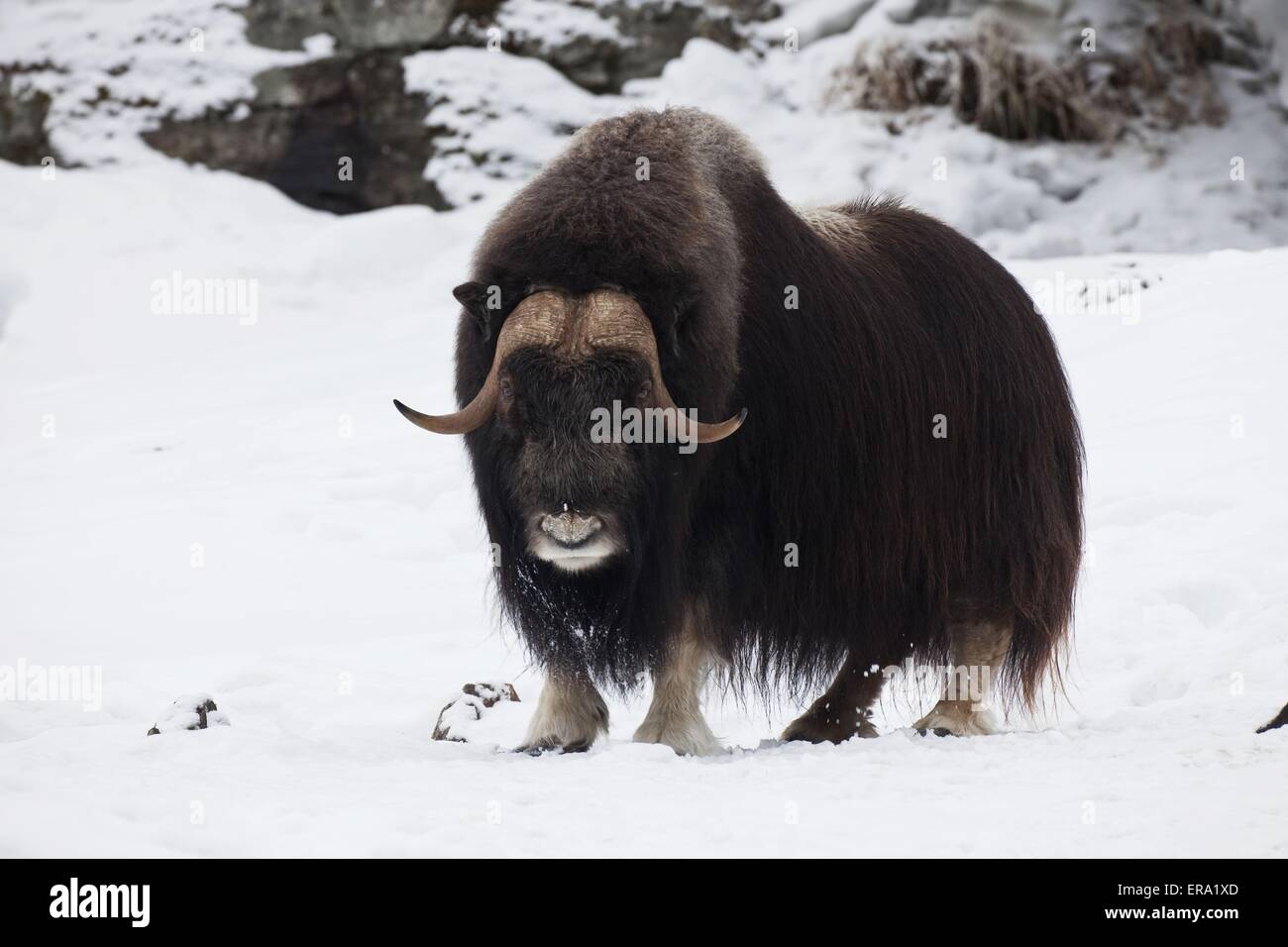 Musk ox Foto Stock