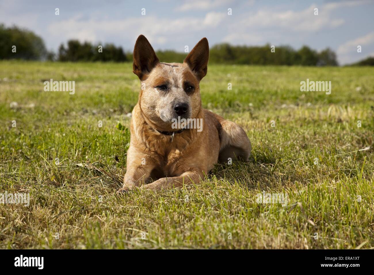 Miniature pinscher Foto Stock