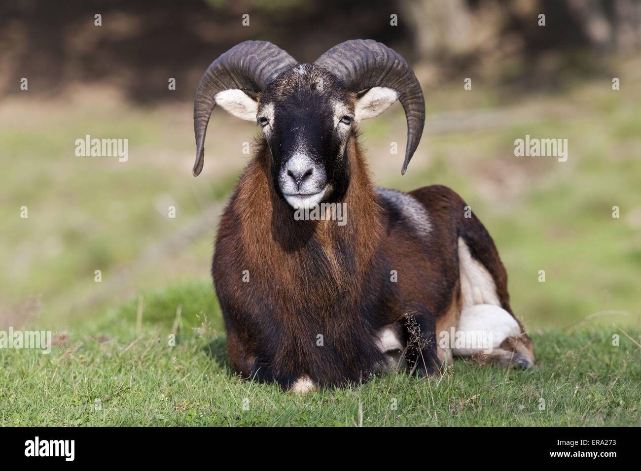 Argali Foto Stock