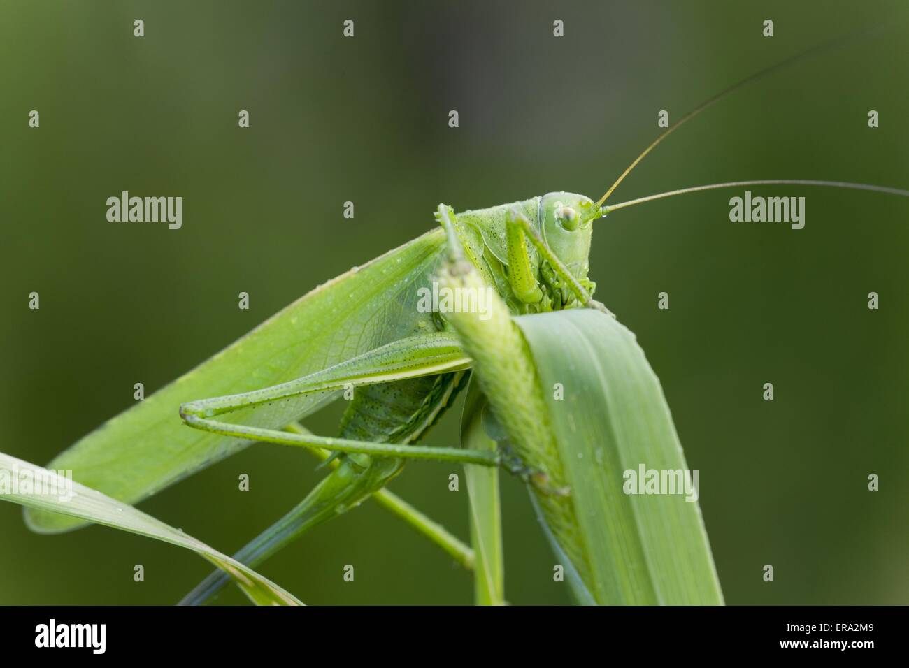 Grande macchia verde cricket Foto Stock