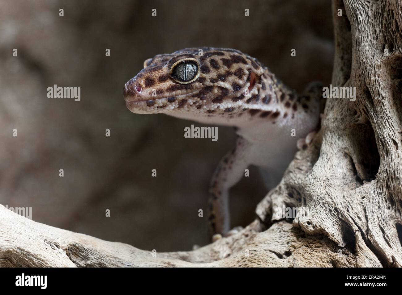 Geco leopardo Foto Stock