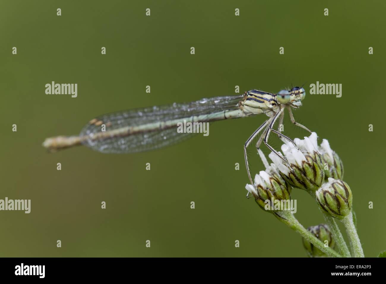 Bianco-damselfly zampe Foto Stock