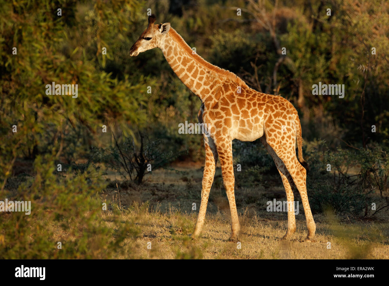 Un bambino piccolo (giraffa camelopardalis Giraffa) in habitat naturale, Sud Africa Foto Stock