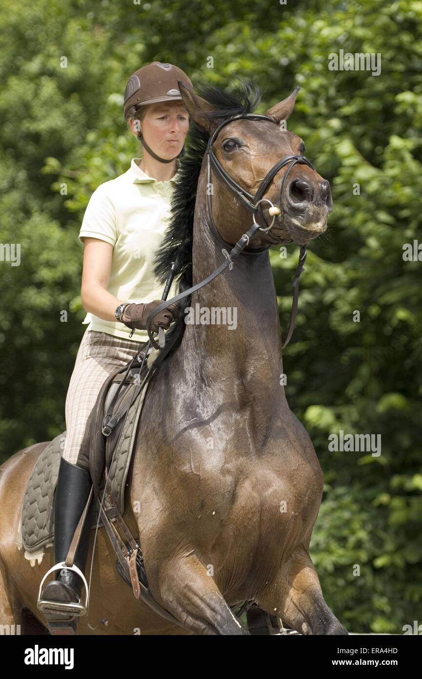 cavallerizza Foto Stock