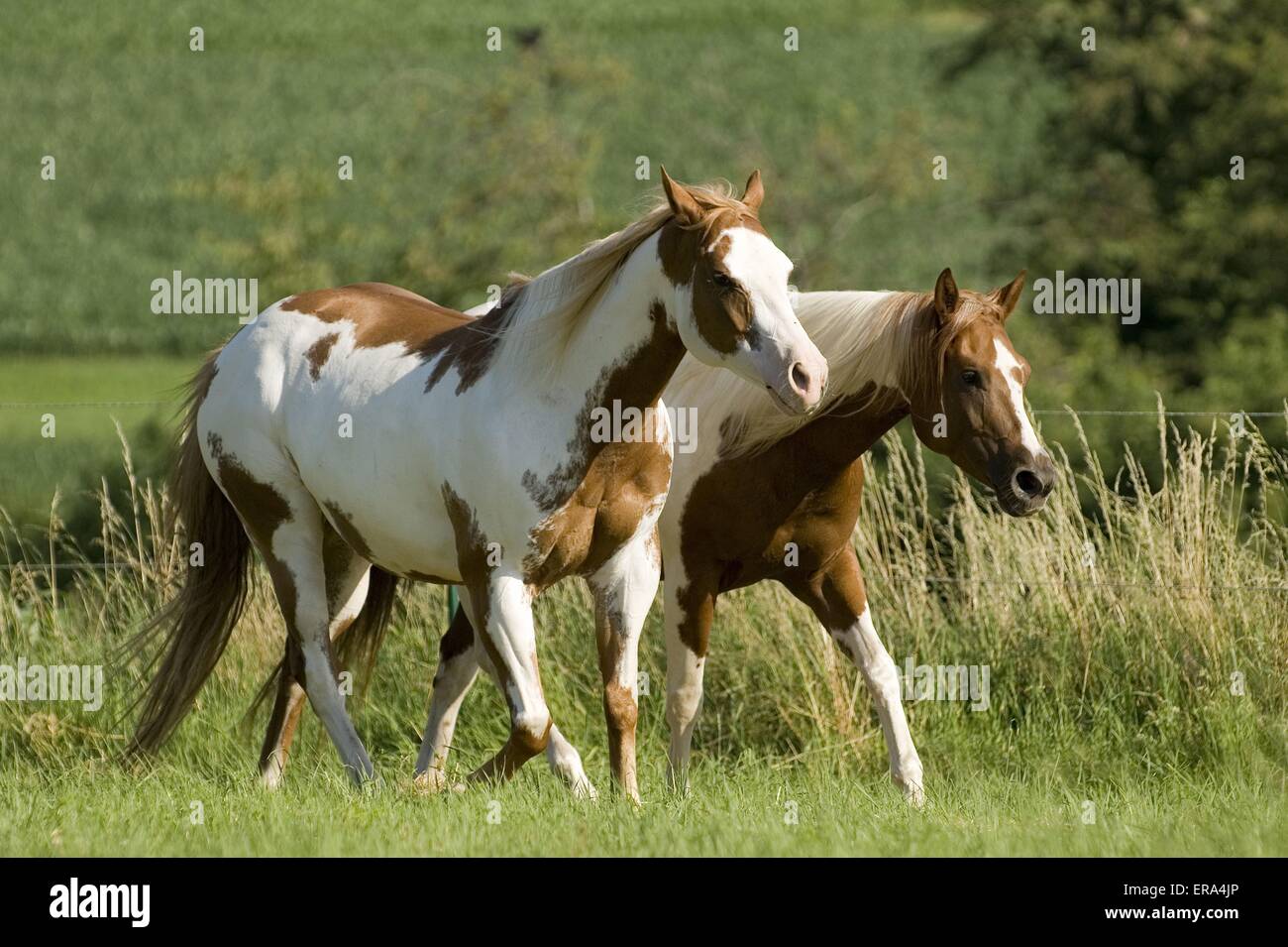 Cavalli di vernice Foto Stock