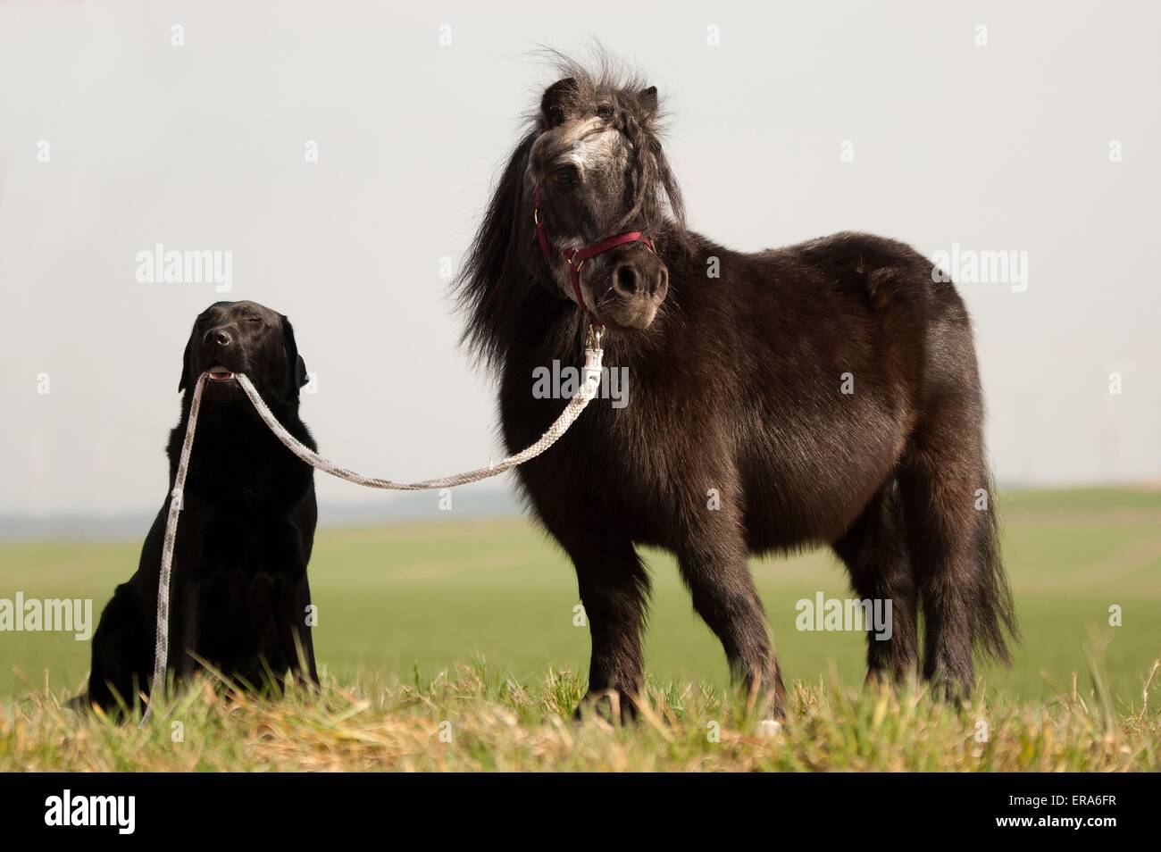 pony e cane Foto Stock