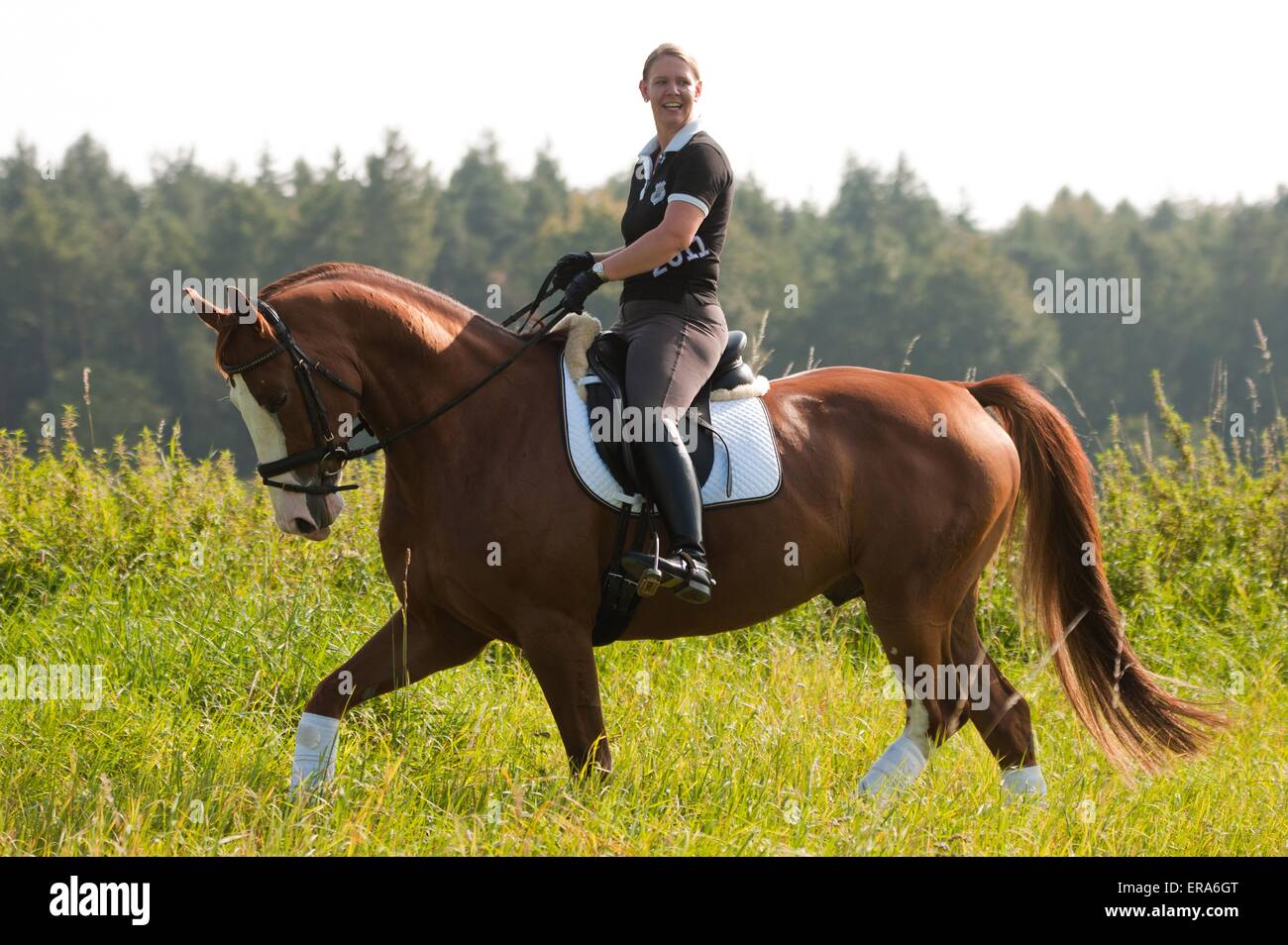 La donna corse Hessian Warmblood Foto Stock