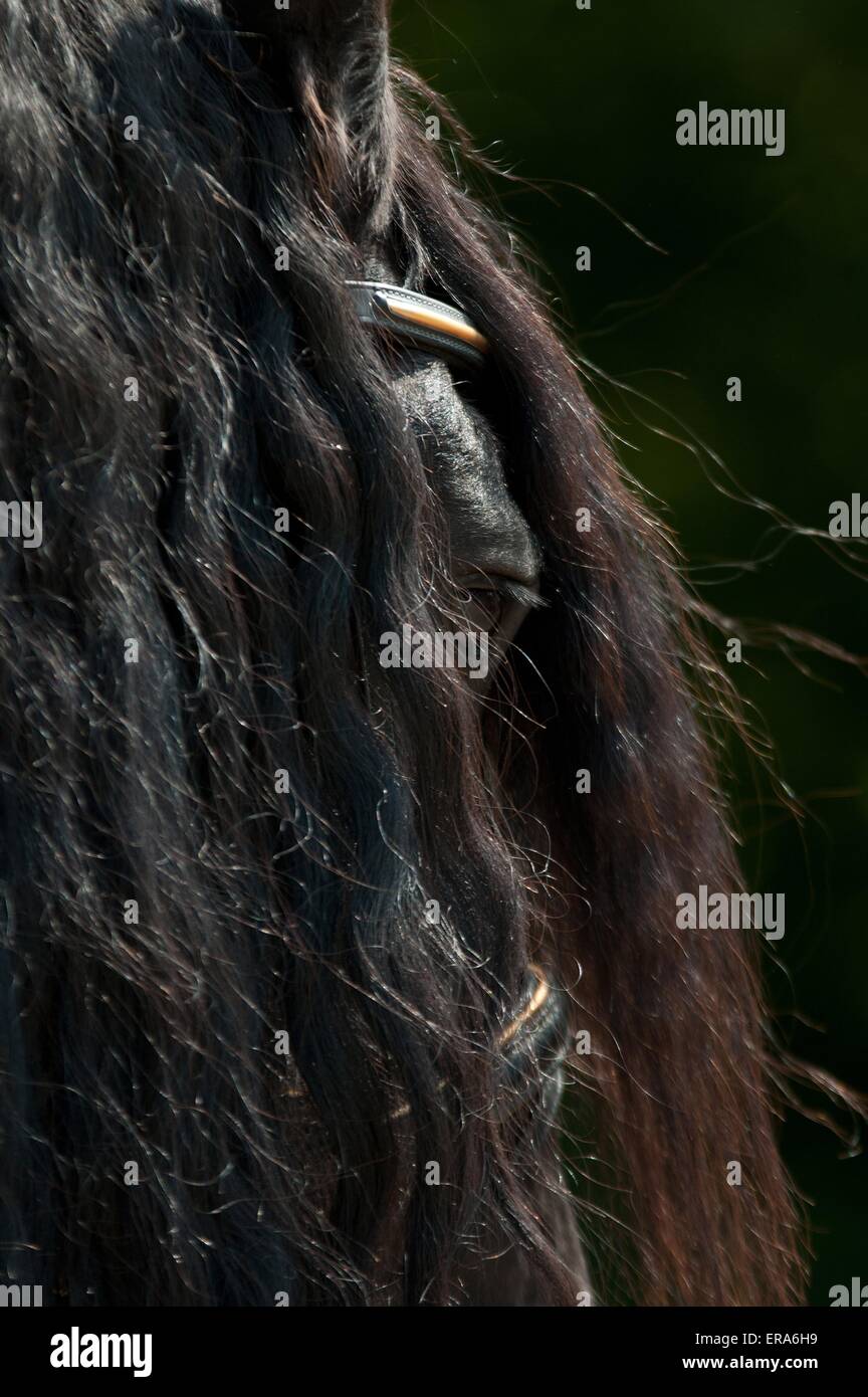 Frisone cavallo mane Foto Stock