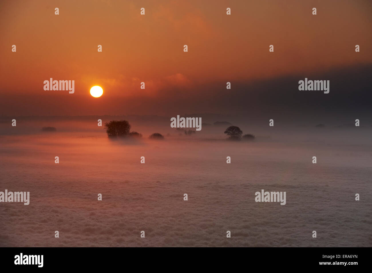Alberi solitari in un campo al misty sunrise Foto Stock