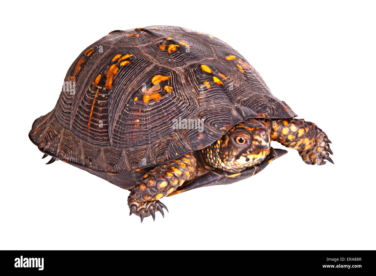 Red-eyed maschio della scatola orientale tartaruga (Terrapene carolina carolina) isolati contro uno sfondo bianco Foto Stock