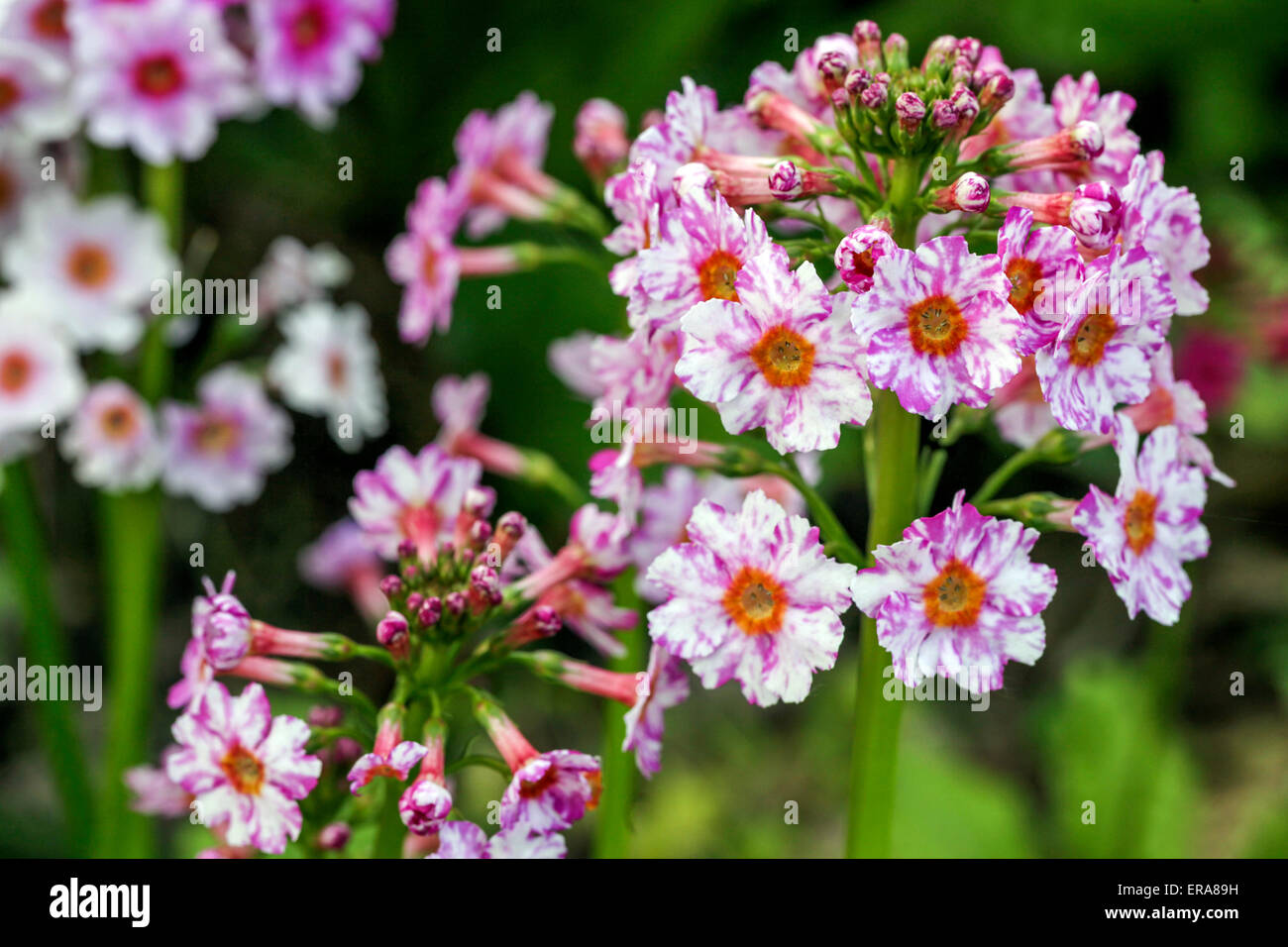 Primrose, Primula japonica ' Apple Blossom ' Foto Stock