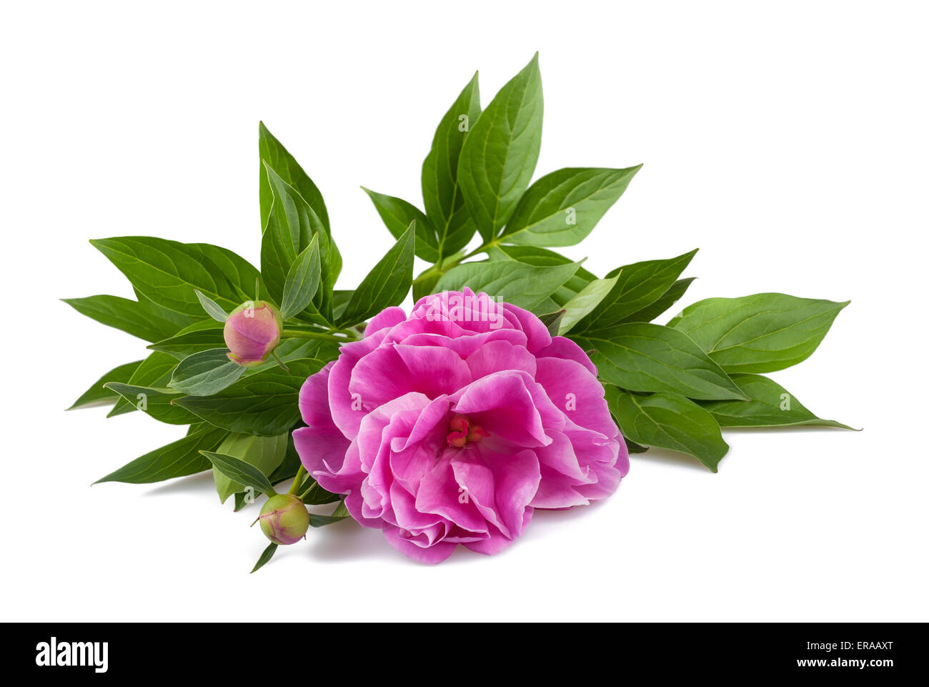 Rosa peonia fiore con boccioli isolato su bianco Foto Stock