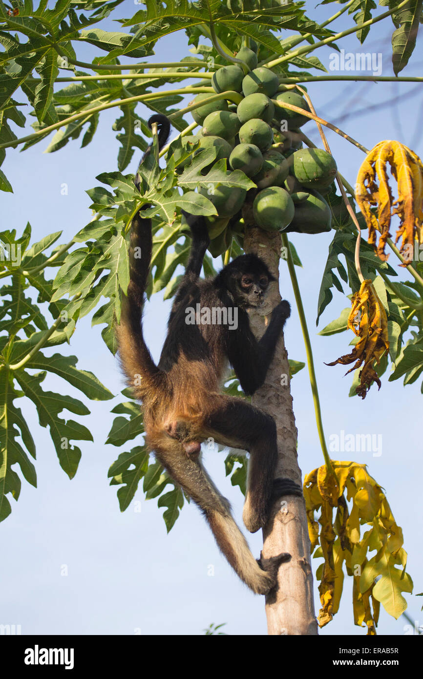 Geoffroy's spider monkey (Ateles geoffroyi), Aka Black-consegnato Spider Monkey arrampicata albero di papaia Foto Stock