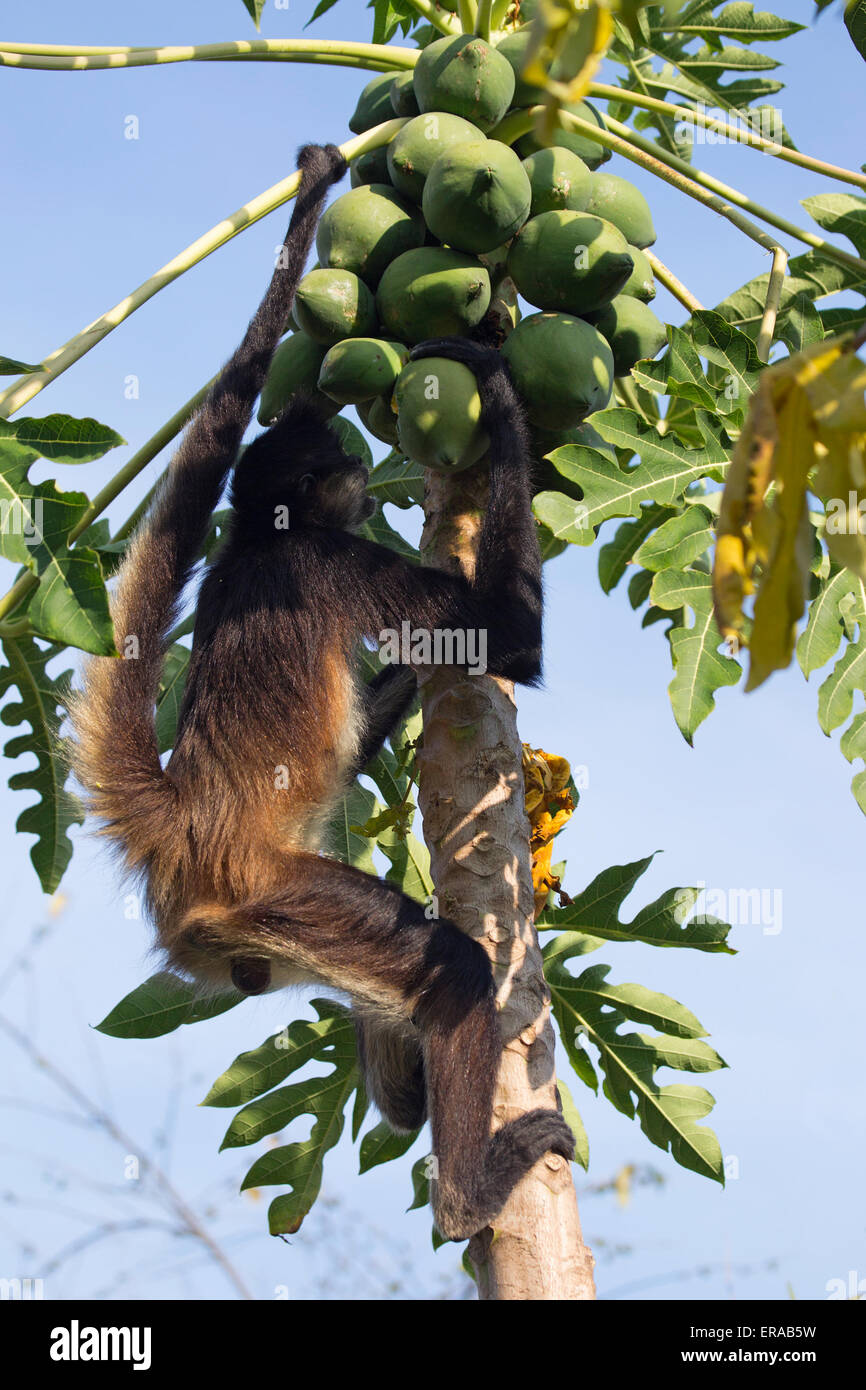 La scimmia ragno di Geoffroy (Ateles Geoffroyi) che si nutre di frutti di papaia, anche conosciuta come scimmia ragno con la mano nera Foto Stock