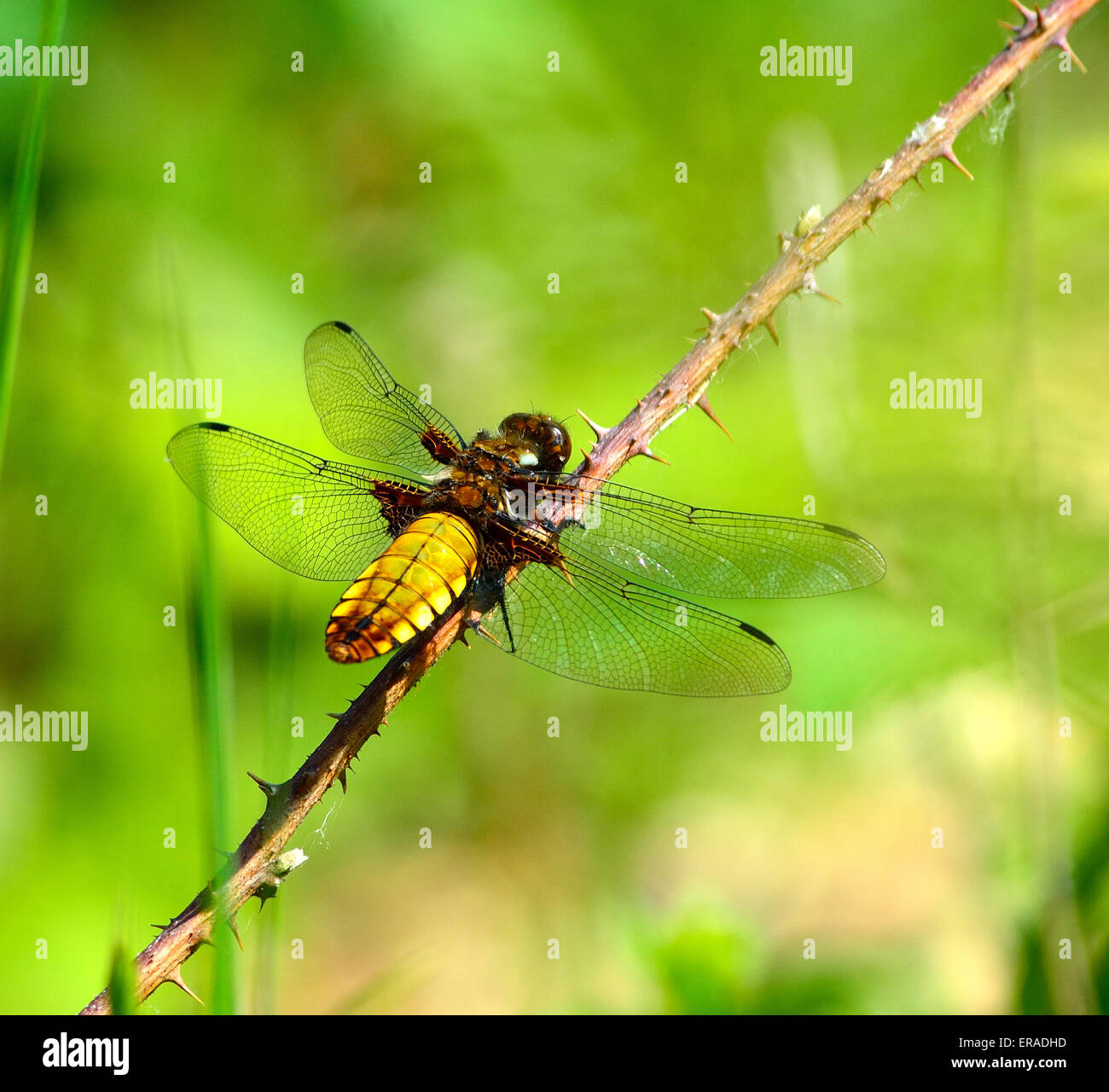 Dragonfly si crogiola nel tempo soleggiato Foto Stock