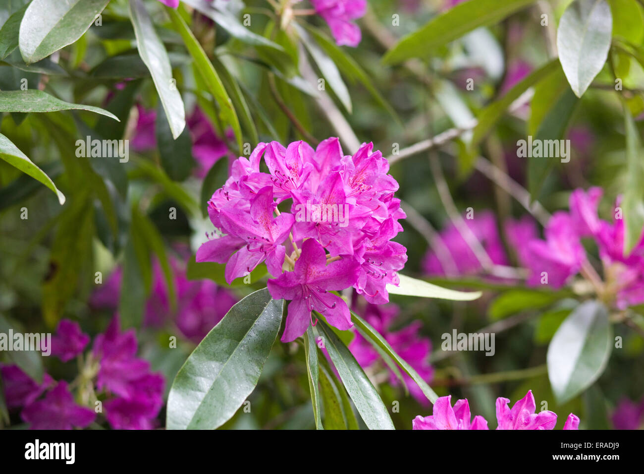 Fioritura di rododendro Foto Stock