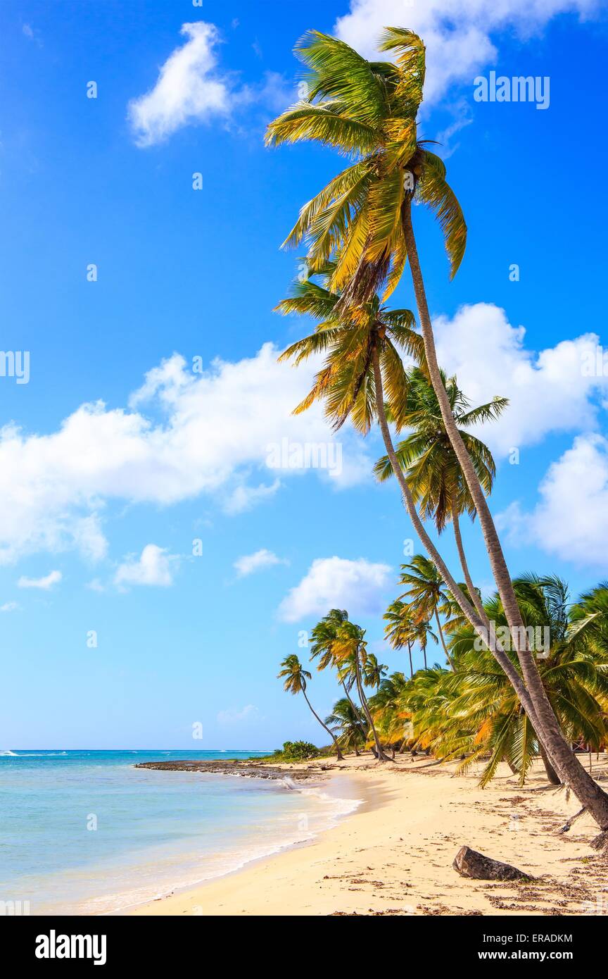 Splendida spiaggia caraibica sull'isola di Saona, Repubblica Dominicana Foto Stock