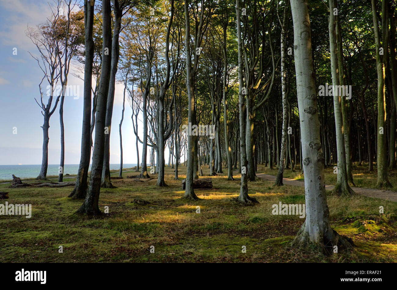 Foresta di faggio, mente legno, legno di ghost, presso il mar baltico a nienhagen, Meclemburgo-Pomerania Occidentale, Germania, Europa Foto Stock