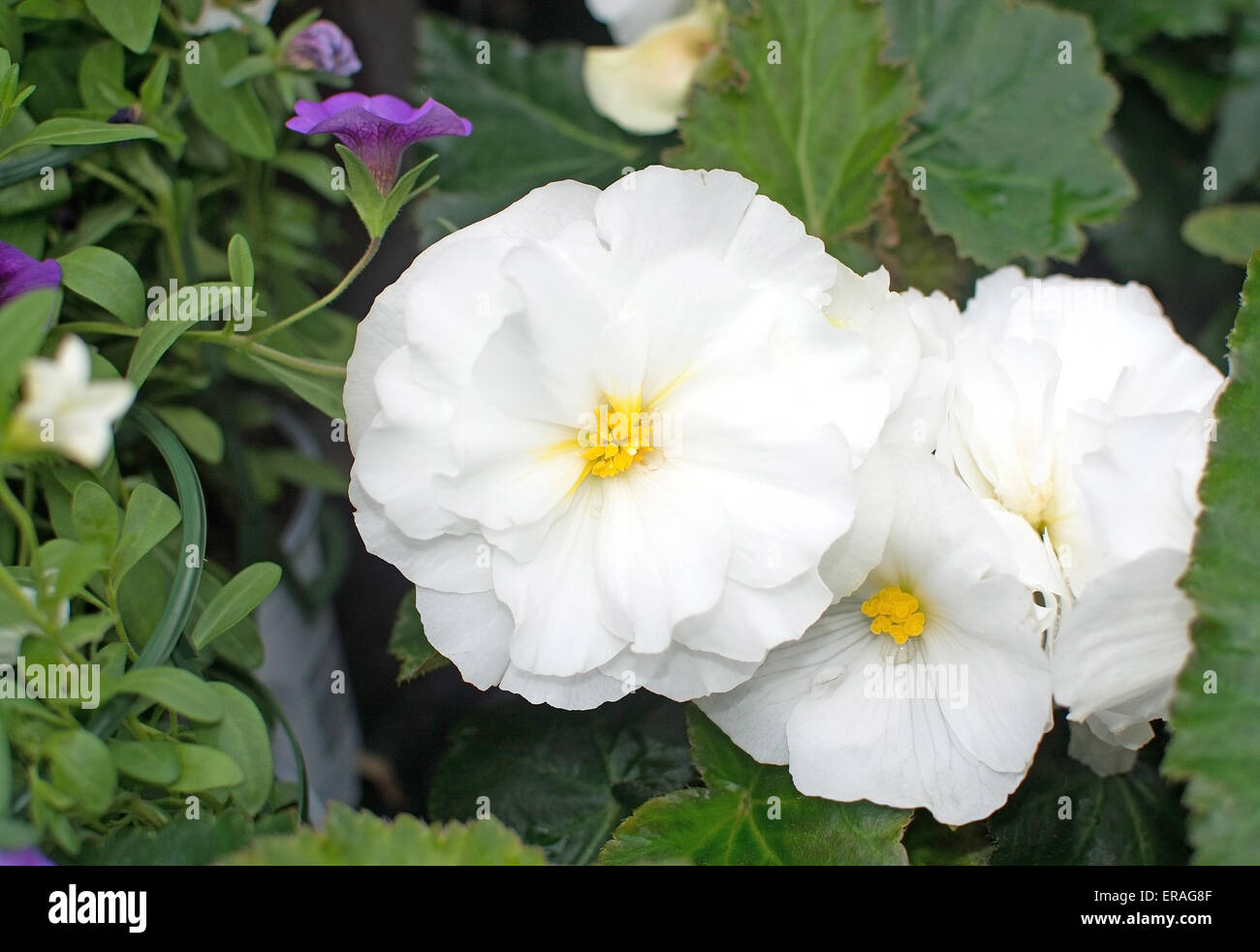 Due fiori bianchi all'aperto in primavera. Foto Stock