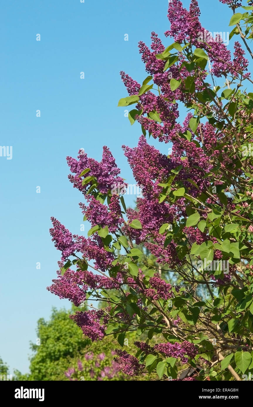 Boccola di lilla scuro con fiori viola e azzurro del cielo. Foto Stock