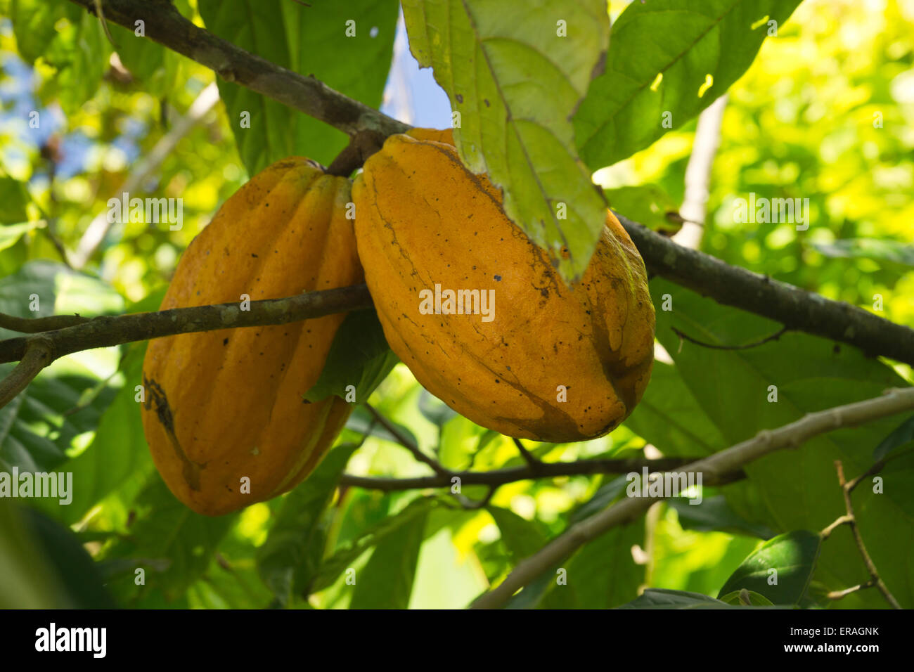 Kakao Bohnen und Früchte Foto Stock