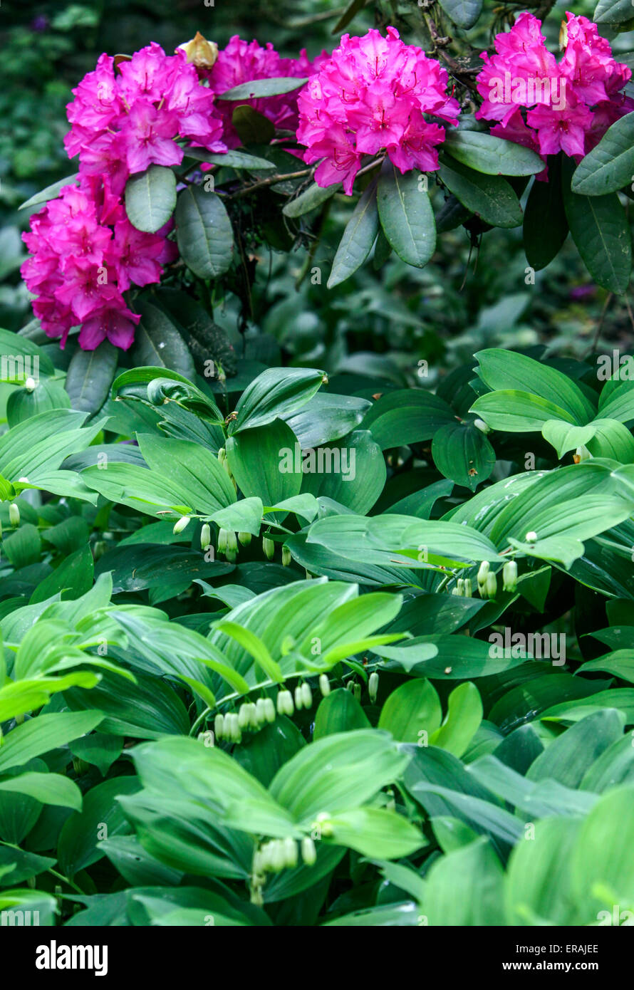 Porpora rododendro Erna fiorito nel giardino, il sottobosco è Polygonatum Foto Stock