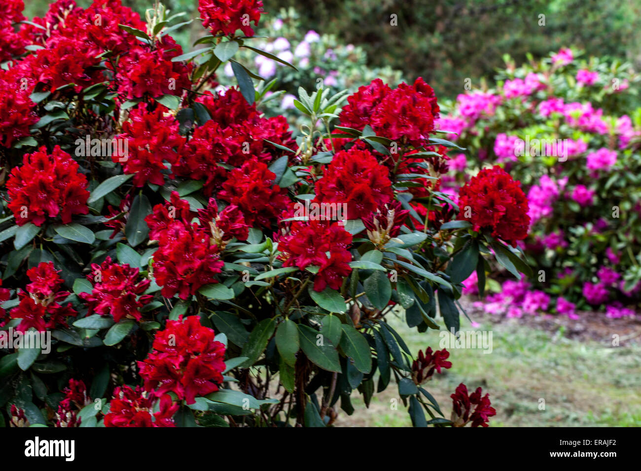 Red Rododendron Erato bella pianta in piena fioritura giardino dendrologico di Praga Foto Stock