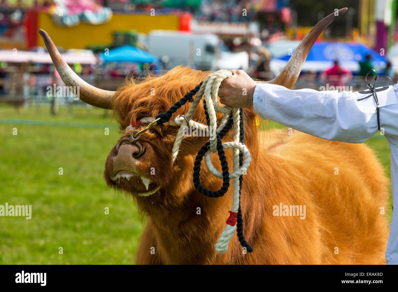 Highland mucca in mostra ad una fiera di paese, Drymen, vicino a Glasgow, Scotland, Regno Unito Foto Stock