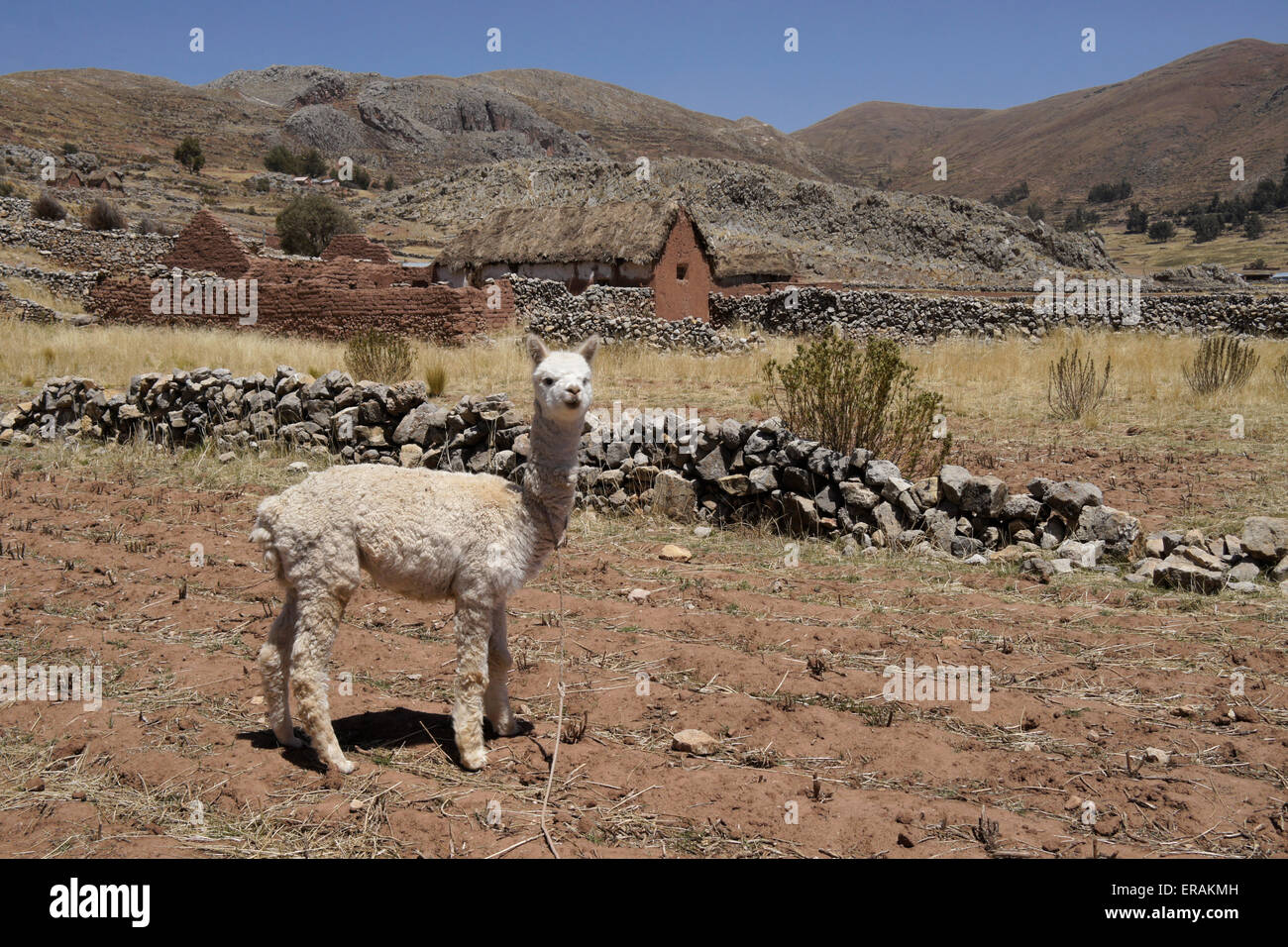 Giovani (alpaca cria) con tetto di paglia e fango-casa di mattoni, Acora, Perù Foto Stock