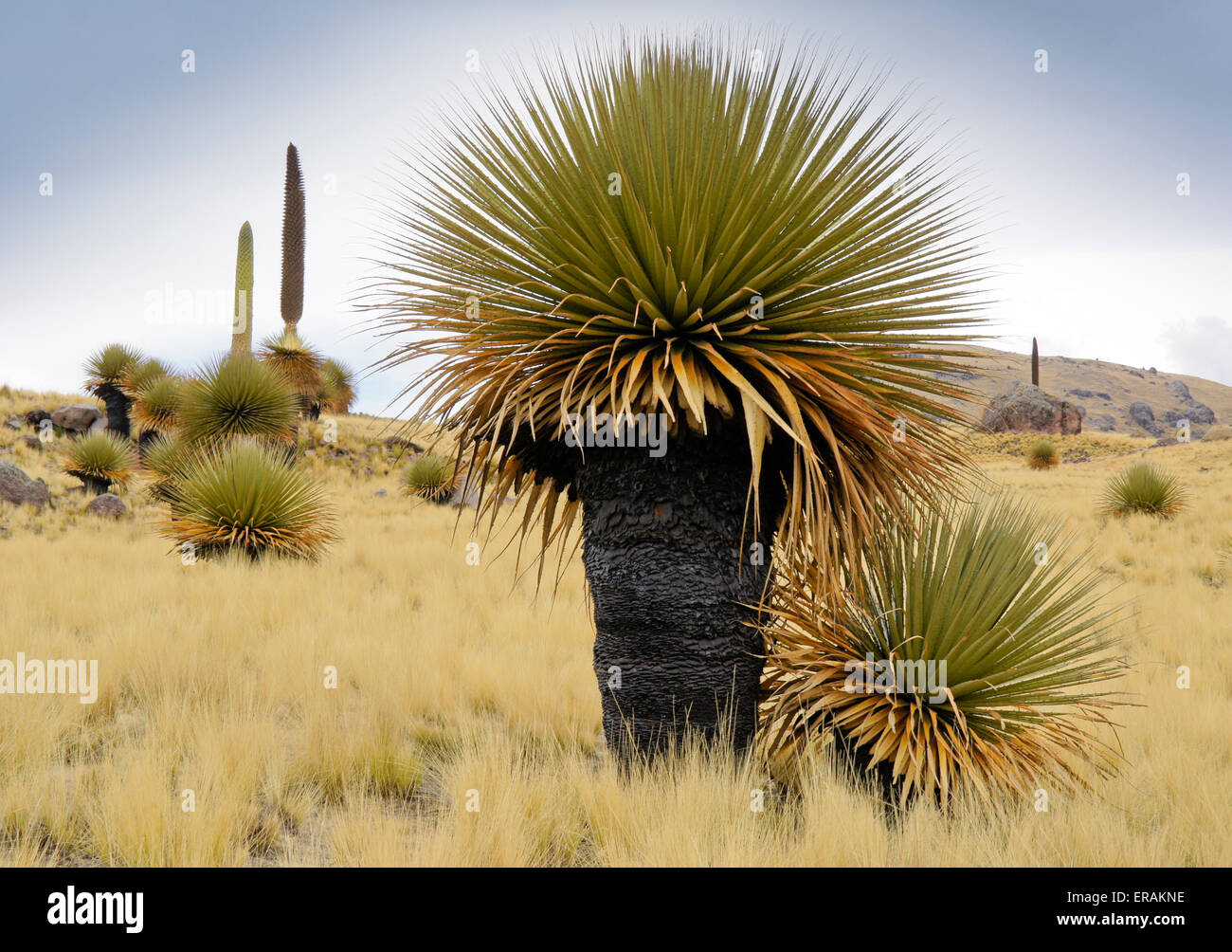 Puya raimondii (la regina delle Ande) bromeliacee nella valle Tarucani riserva, Perù Foto Stock