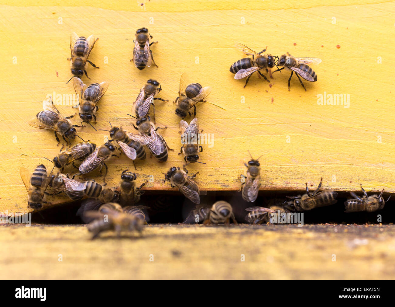 Api mellifere sono battenti in entrata e in uscita di un alveare giallo raccogliere il polline per il miele. Foto Stock