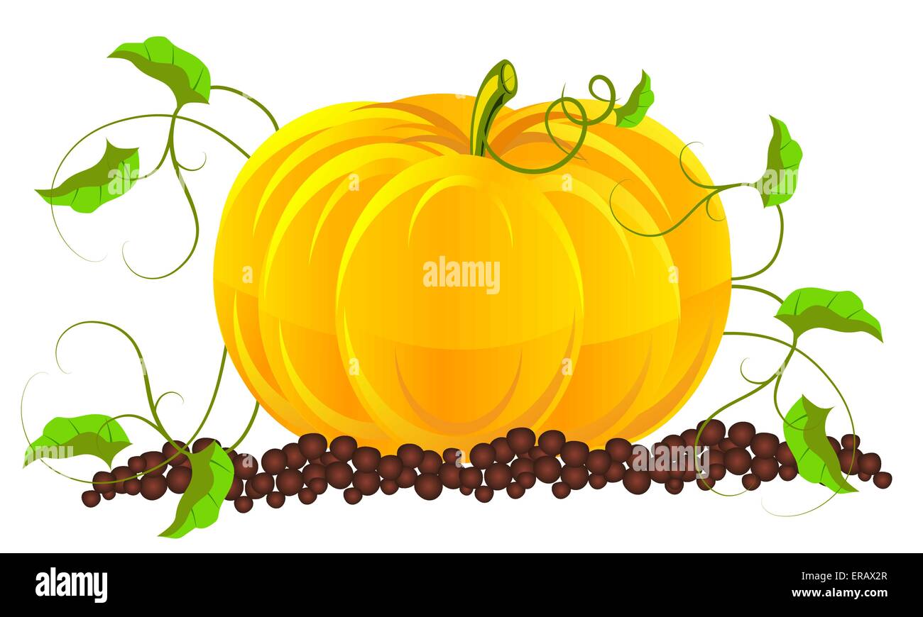 Le zucche crescono in un giardino Illustrazione Vettoriale