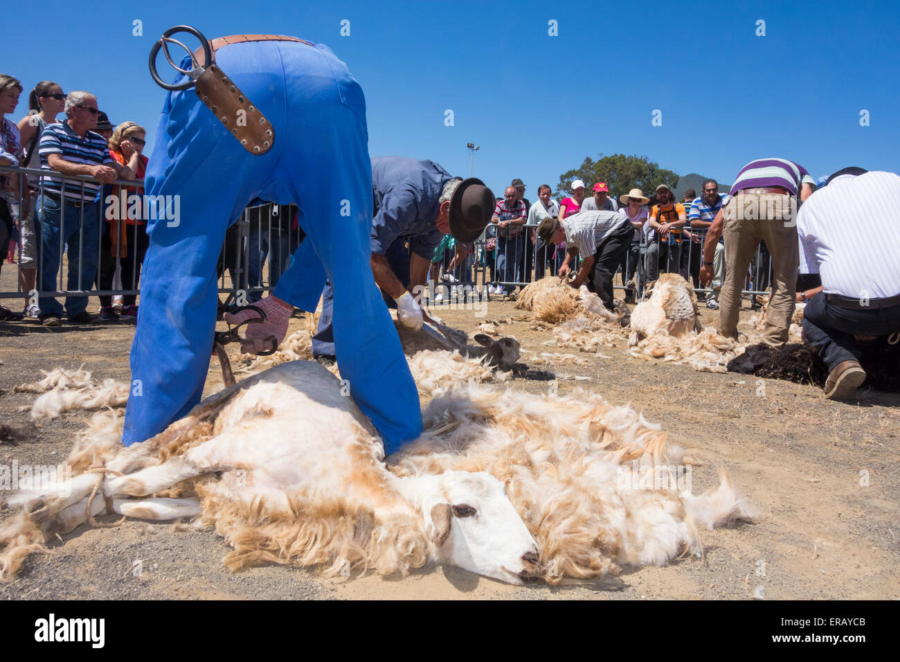 Sabato, 30 maggio 2015, Gran Canaria, Isole Canarie, Spagna. Più di trenta agricoltori raccolgono nel villaggio di montagna di pecore di taglio a mano ad annuale "Fiesta de La lana' (lana festival) su ' Dia de Canarias' Canarian Giornata Nazionale. Credito: ALANDAWSONPHOTOGRAPHY/Alamy Live News Foto Stock