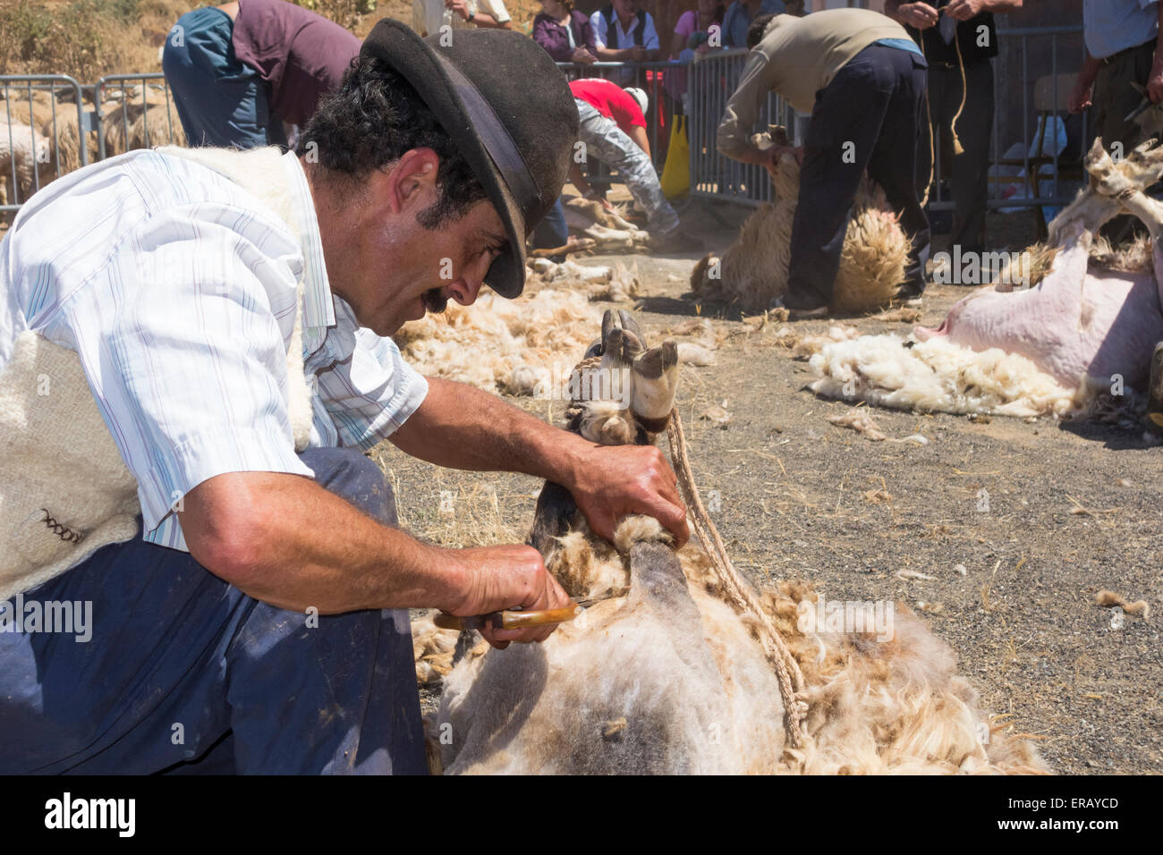 Sabato, 30 maggio 2015, Gran Canaria, Isole Canarie, Spagna. Più di trenta agricoltori raccolgono nel villaggio di montagna di pecore di taglio a mano ad annuale "Fiesta de La lana' (lana festival) su ' Dia de Canarias' Canarian Giornata Nazionale. Credito: ALANDAWSONPHOTOGRAPHY/Alamy Live News Foto Stock