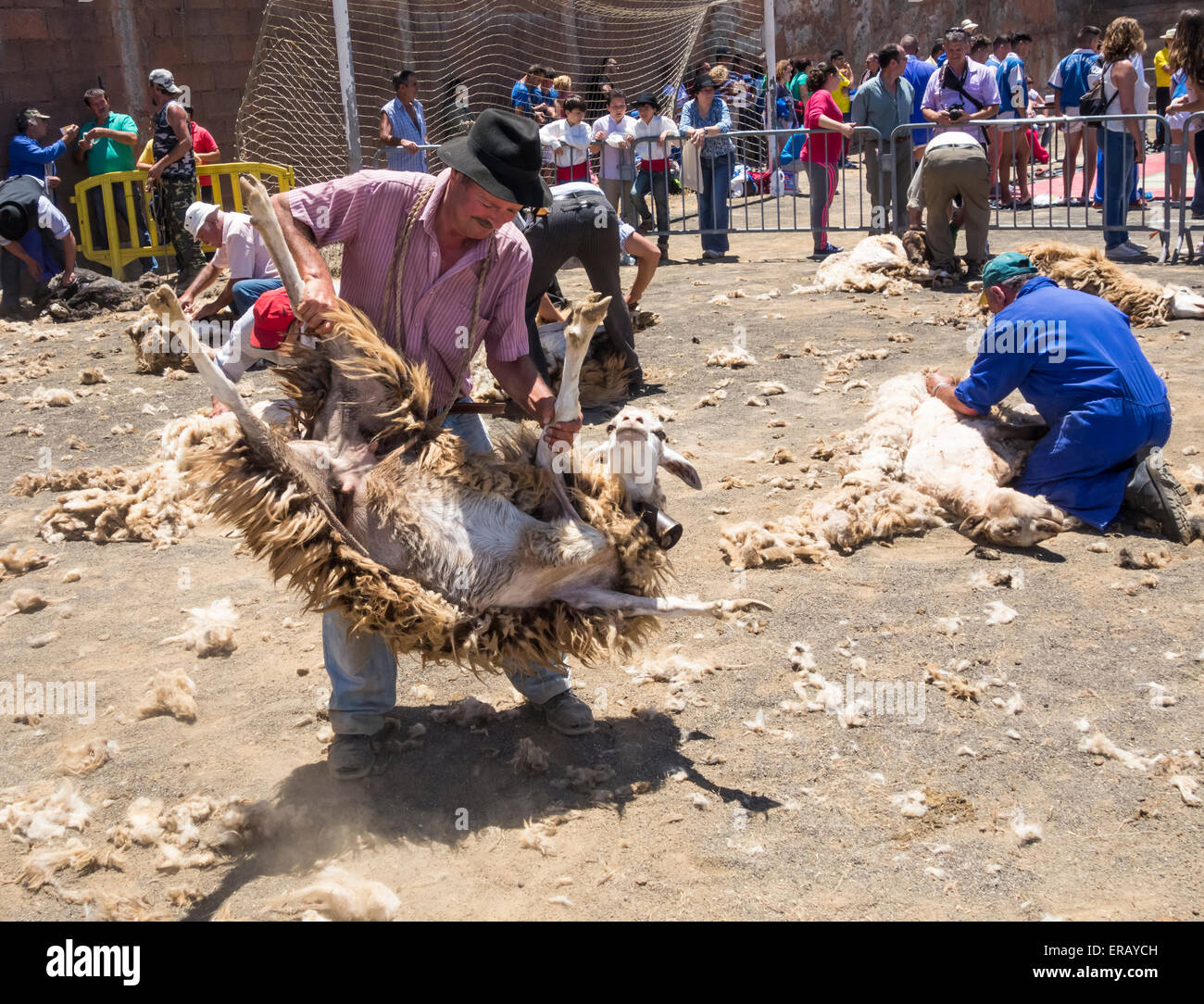 Sabato, 30 maggio 2015, Gran Canaria, Isole Canarie, Spagna. Le pecore sono portato giù dai pascoli di montagna come più di trenta agricoltori raccolgono nel villaggio di montagna di pecore di taglio a mano ad annuale "Fiesta de La lana' (lana festival) su ' Dia de Canarias' Canarian Giornata Nazionale. Credito: ALANDAWSONPHOTOGRAPHY/Alamy Live News Foto Stock