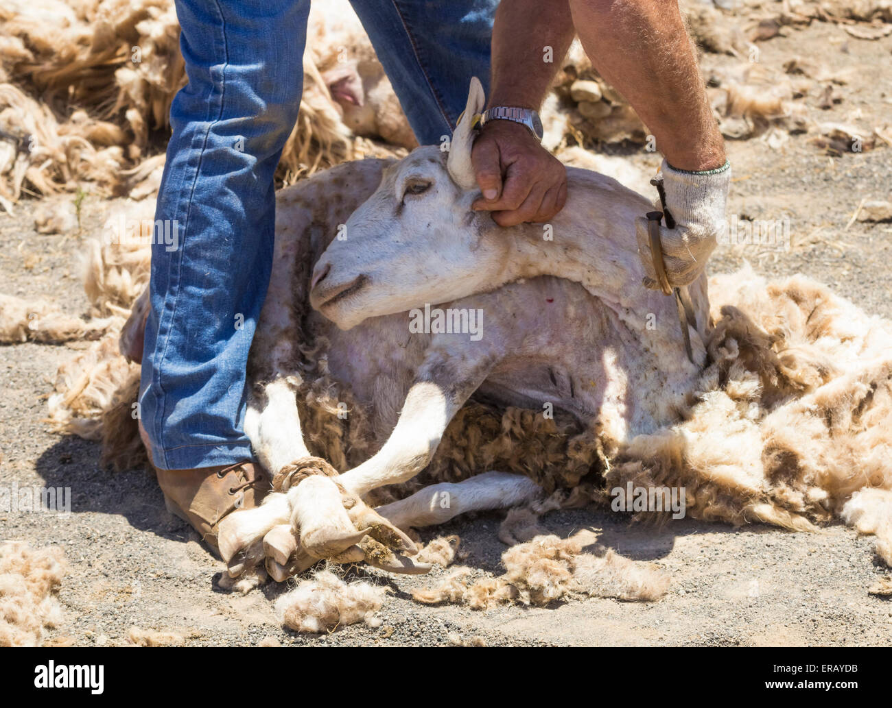 Sabato, 30 maggio 2015, Gran Canaria, Isole Canarie, Spagna. Più di trenta agricoltori raccolgono nel villaggio di montagna di pecore di taglio a mano ad annuale "Fiesta de La lana' (lana festival) su ' Dia de Canarias' Canarian Giornata Nazionale. Credito: ALANDAWSONPHOTOGRAPHY/Alamy Live News Foto Stock