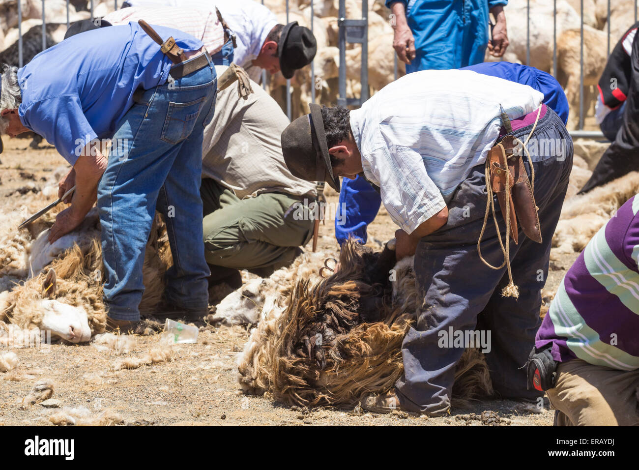 Sabato, 30 maggio 2015, Gran Canaria, Isole Canarie, Spagna. Più di trenta agricoltori raccolgono nel villaggio di montagna di pecore di taglio a mano ad annuale "Fiesta de La lana' (lana festival) su ' Dia de Canarias' Canarian Giornata Nazionale. Credito: ALANDAWSONPHOTOGRAPHY/Alamy Live News Foto Stock