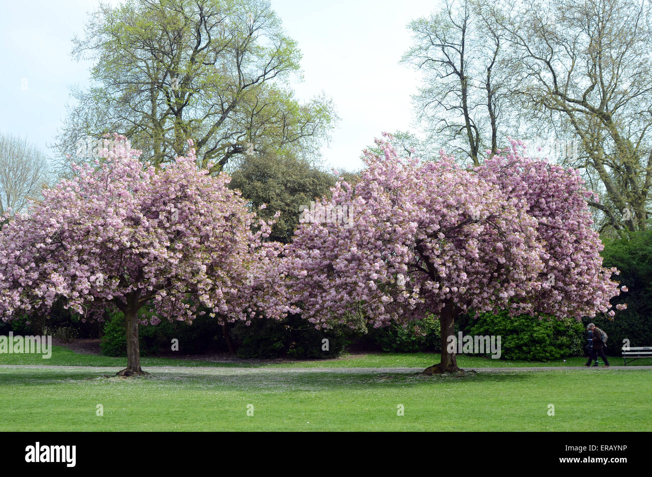 Londra, UK, 24 aprile 2015, Cherry Blossoms Battersea Park. Foto Stock