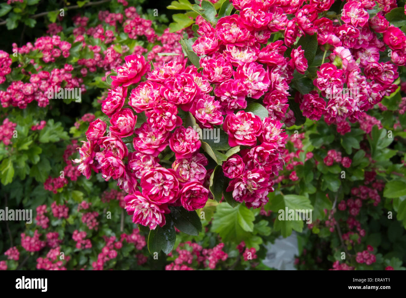 Rosa fiori di biancospino Foto Stock