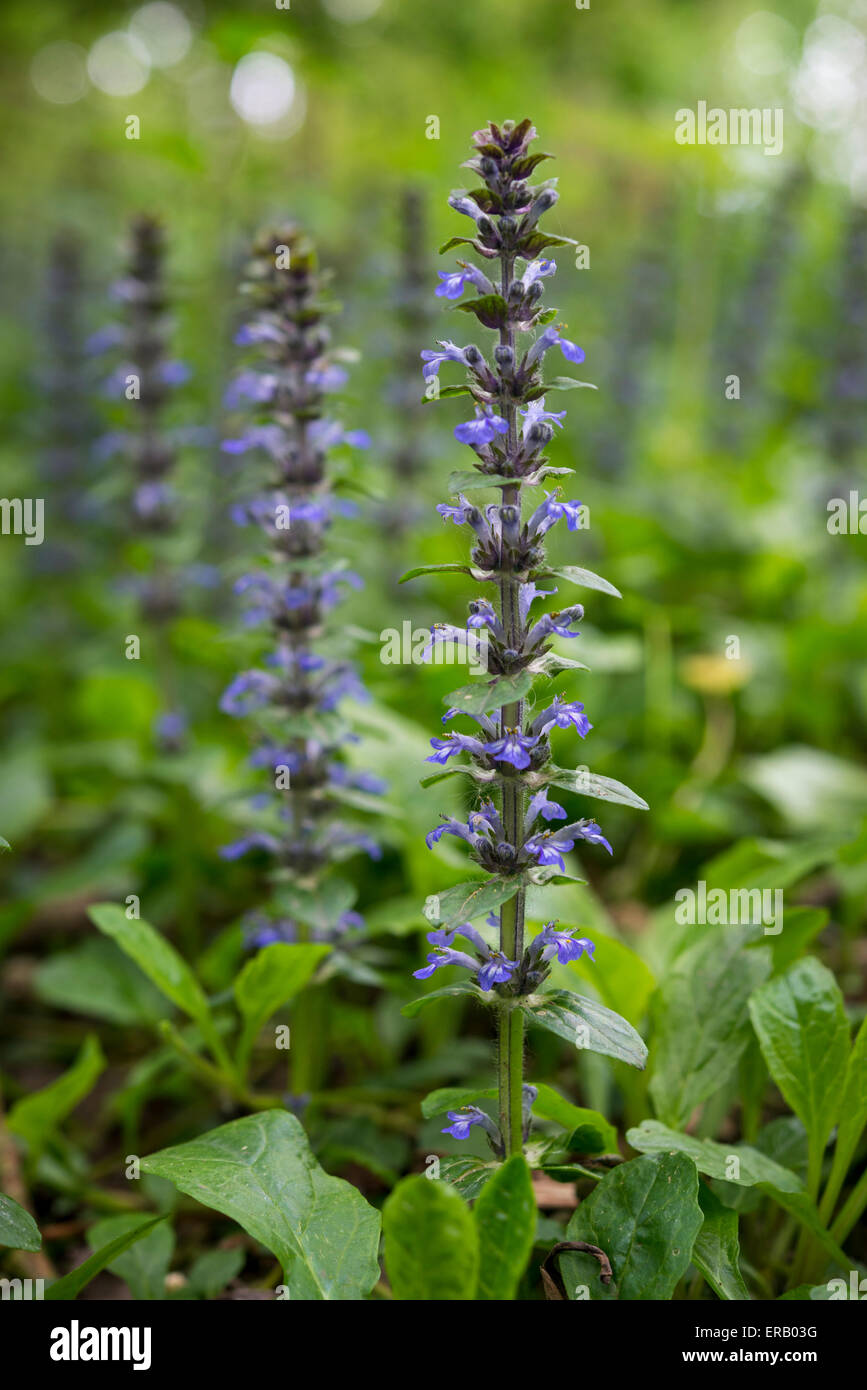 Ajuga reptans (tromba). Una bassa crescita di fiori selvaggi con steli di fiori blu. Foto Stock