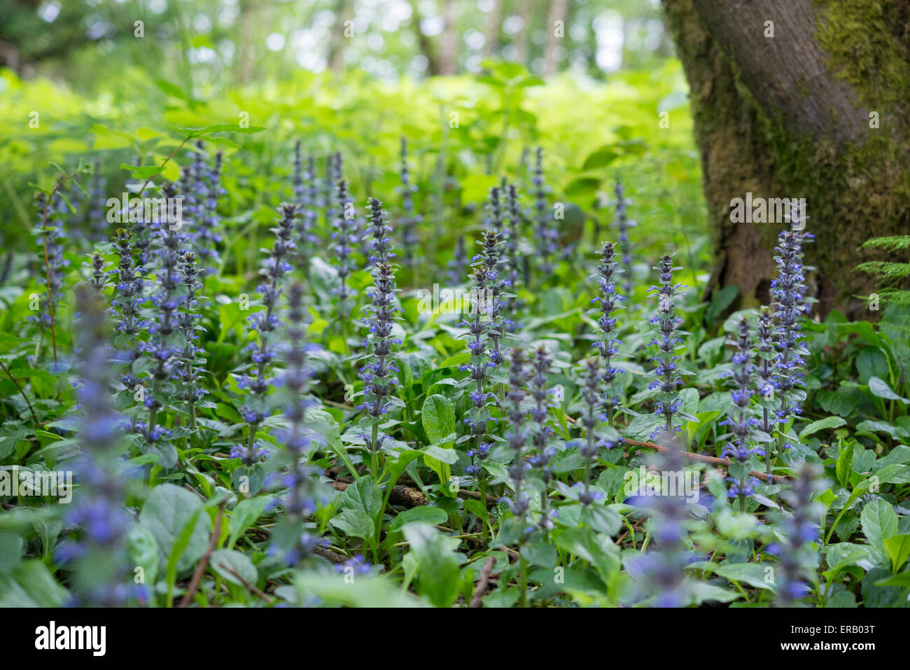 Ajuga reptans (tromba). Una bassa crescita di fiori selvaggi con steli di fiori blu. Foto Stock