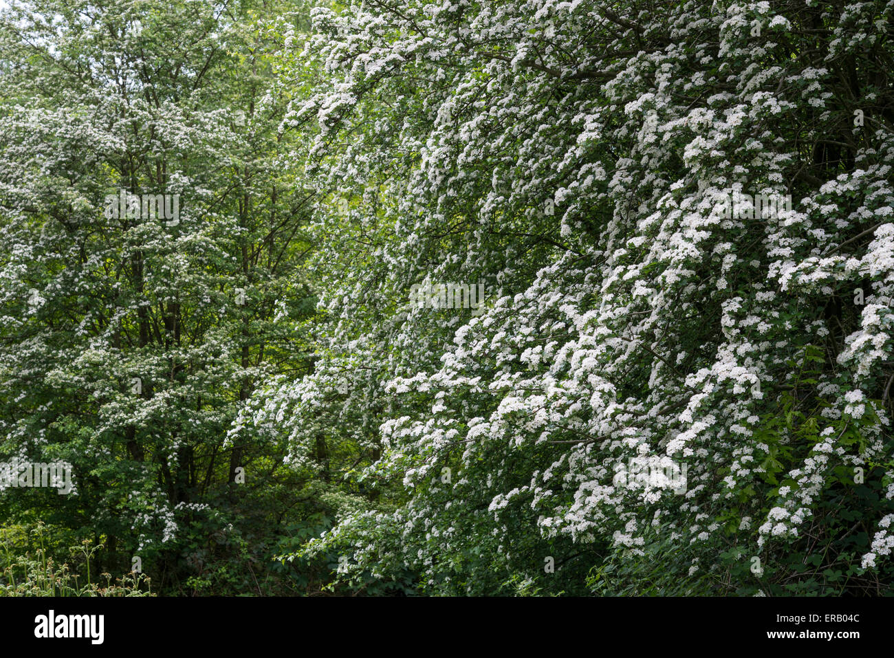 Biancospino (Craetegus Monogyna) piena di fiori bianchi nella campagna inglese. Foto Stock