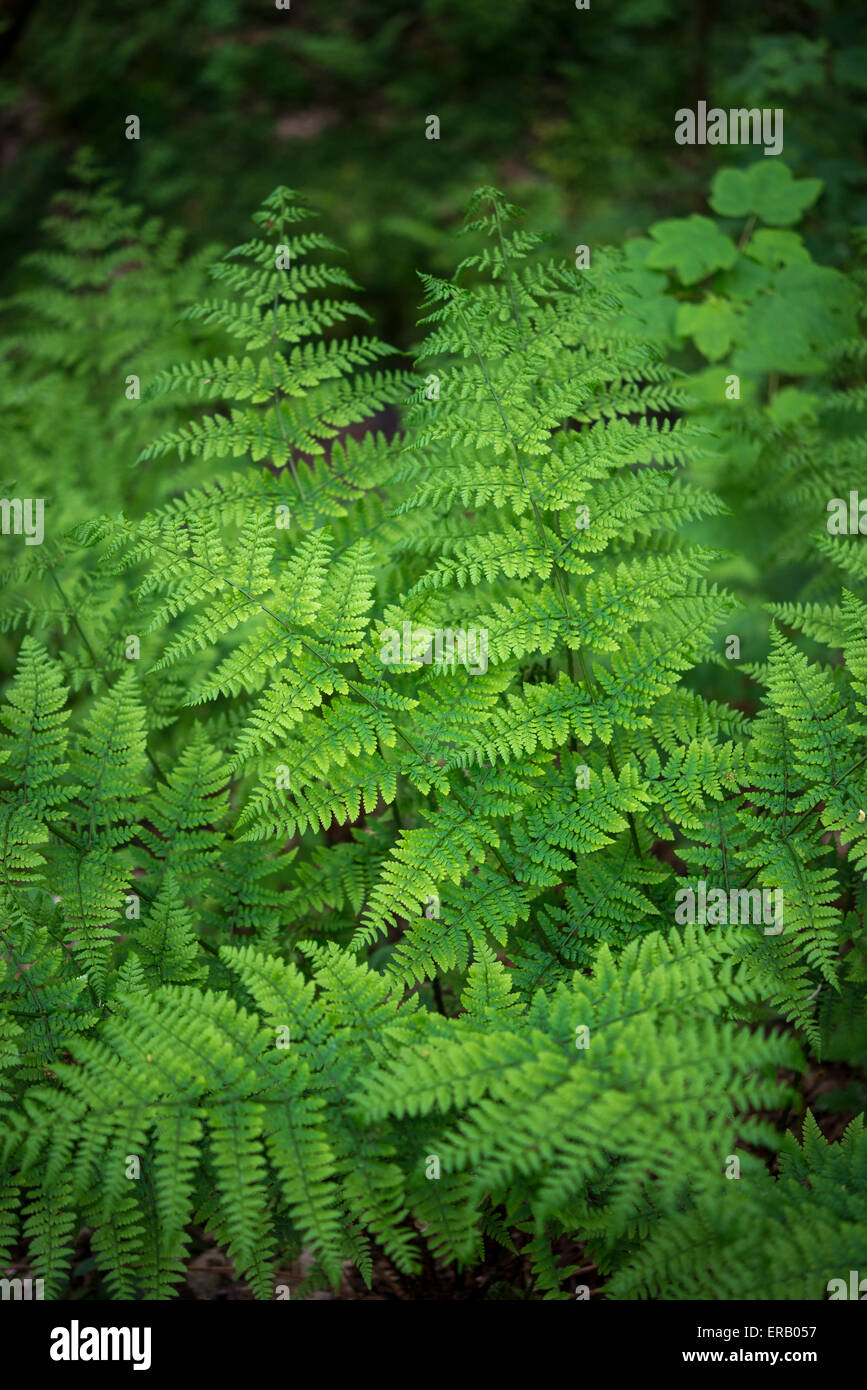 Rich Green Lady felci in un bosco inglese nella tarda primavera. Foto Stock