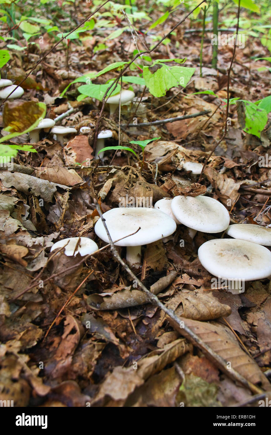 I funghi commestibili le foreste di conifere - Tricholoma portentosum. Foto Stock