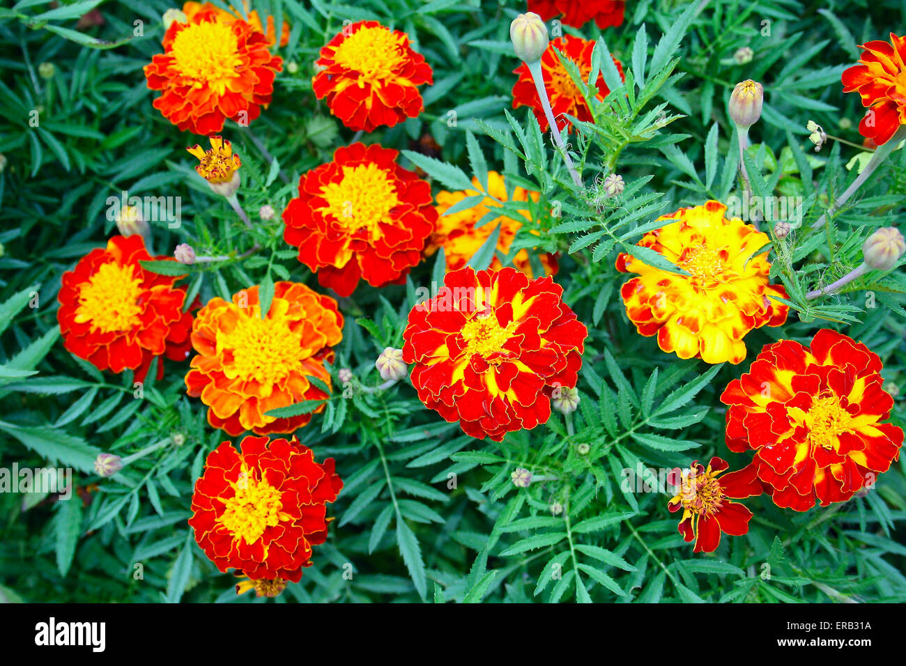 Splendida fioritura autunnale - Tagetes patula L. Foto Stock
