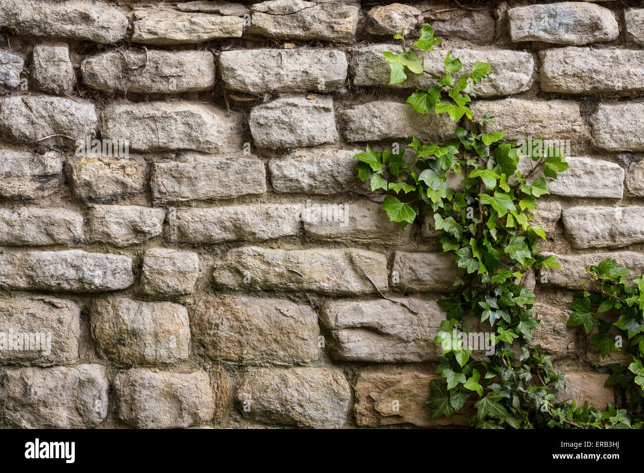 Sfondi - Un antico muro di pietra con ivy crescendo. Foto Stock