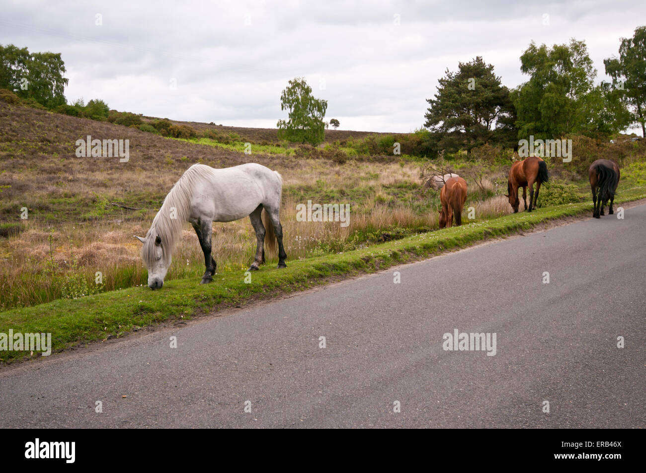 New Forest pony pascolare su strada nella nuova foresta Hampshire England Regno Unito Foto Stock