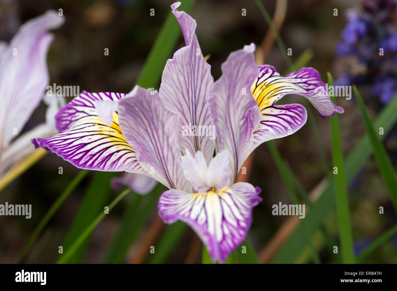 Californiano o Pacific Coast Iris ibrido piantina Foto Stock