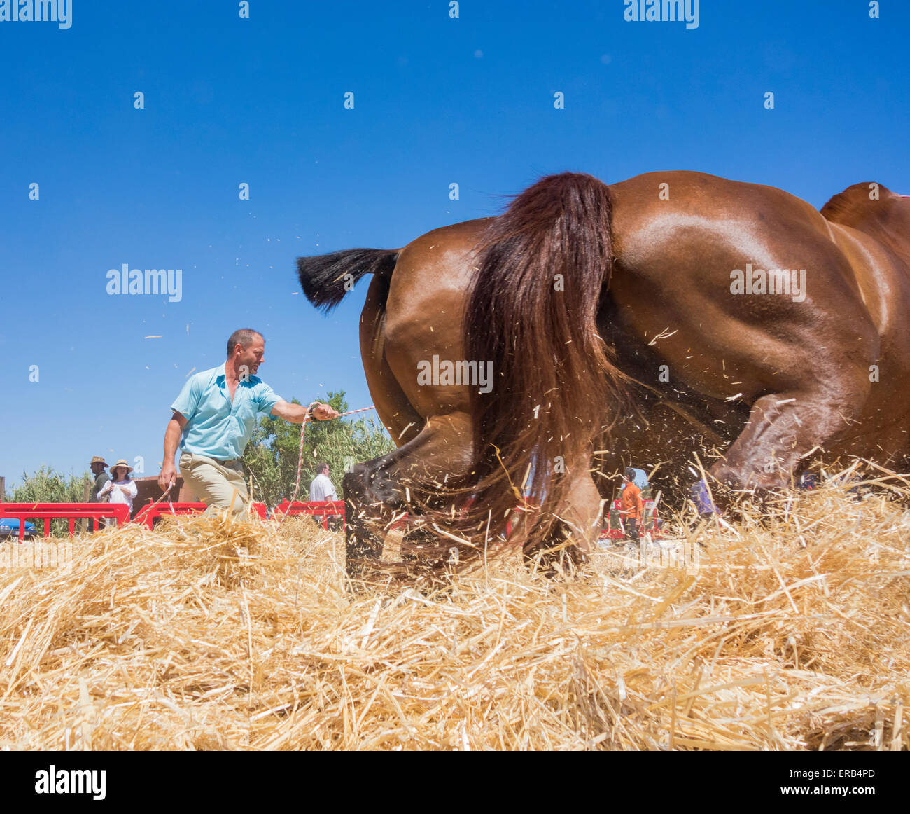 Sabato, 30 maggio 2015, Gran Canaria, Isole Canarie, Spagna. Imprenditore dà una dimostrazione di un metodo tradizionale di trebbiatura di frumento con cavalli a annuale "Fiesta de La lana' (lana festival) su ' Dia de Canarias' Canarian Giornata Nazionale. Credito: ALANDAWSONPHOTOGRAPHY/Alamy Live News Foto Stock