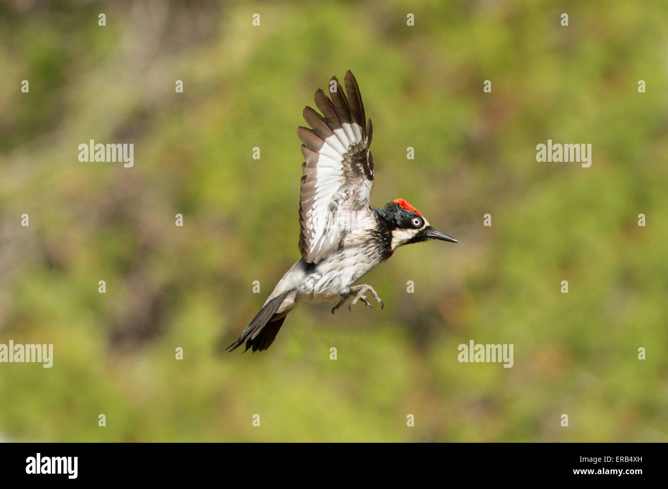 Acorn Woodpecker Melanerpes formicivorus Santa Rita montagne, Santa Cruz County, Arizona, Stati Uniti 23 Maggio maschio adulto Foto Stock